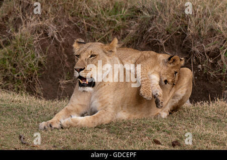 I Lions (Panthera leo), Leonessa, cub, il Masai Mara, Kenya, Africa Foto Stock