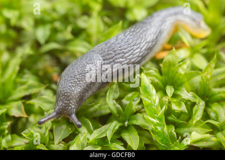 Un giardino immaturi Slug (Arion hortensis) si muove lentamente sul muschio coperto la terra. Foto Stock