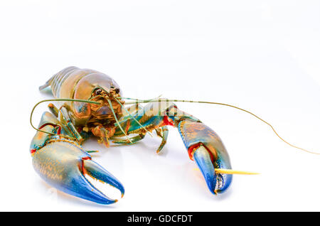 Un gambero noto anche come un (yabbie) con chelle blu su uno sfondo bianco. Foto Stock