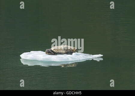 Guarnizione di tenuta del porto con il bambino su Iceberg nel braccio di Tracy Alaska, Stati Uniti Foto Stock