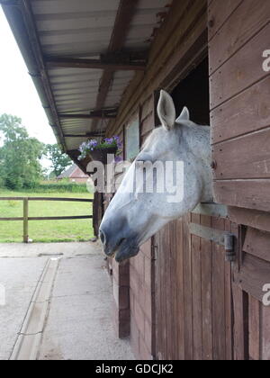 Un cavallo stabled Foto Stock