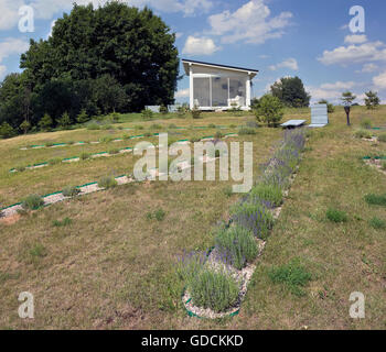 VILNIUS Lituania - Luglio 02, 2016: Lavanda Villaggio Kiemeliu in area rurale è il lituano prima azienda agricola sulla coltivazione di un bl Foto Stock