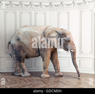 Un elefante in camera vicino a muro bianco. Concetto creativo Foto Stock