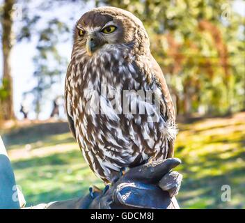 Un gufo in Lone Pine Koala Sanctuary situato nel sobborgo di Brisbane di Fig Tree Pocket nel Queensland, in Australia. Foto Stock