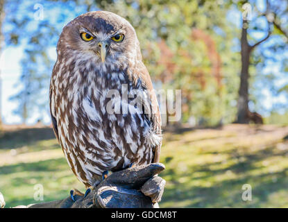 Un gufo in Lone Pine Koala Sanctuary situato nel sobborgo di Brisbane di Fig Tree Pocket nel Queensland, in Australia. Foto Stock