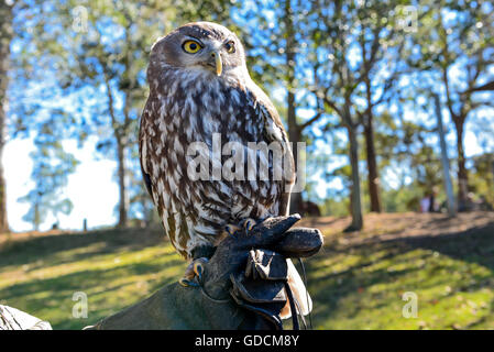 Un gufo in Lone Pine Koala Sanctuary situato nel sobborgo di Brisbane di Fig Tree Pocket nel Queensland, in Australia. Foto Stock