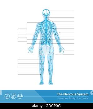 Il sistema nervoso umano vettore Illustrazione medica Illustrazione Vettoriale