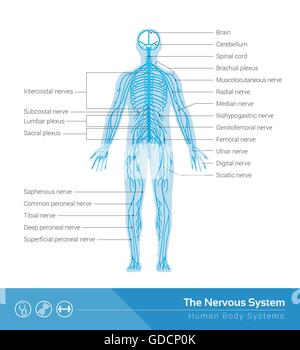 Il sistema nervoso umano vettore Illustrazione medica Illustrazione Vettoriale