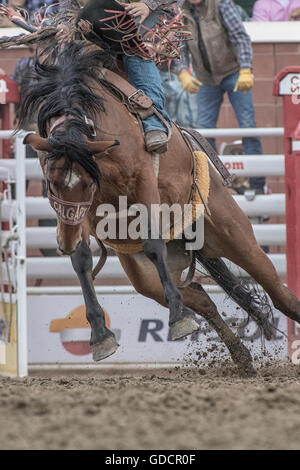 Rodeo bareback rider a Calgary Stampede Foto Stock