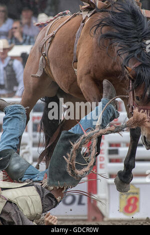 Rodeo bareback rider a Calgary Stampede Foto Stock