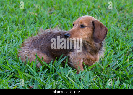 Filo capelli Dachshund in erba Foto Stock