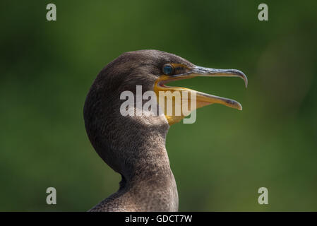 Primo piano del cormorano a doppia cresta Foto Stock