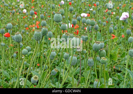 Campo di Papaver somniferum papavero coltivato per scopi medicinali Foto Stock