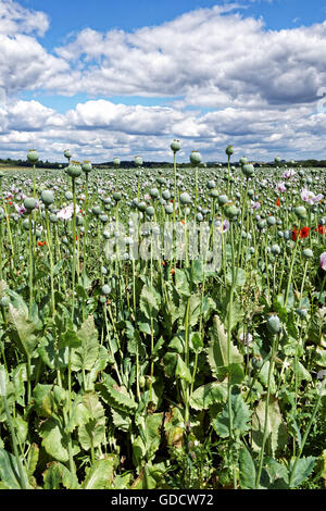 Campo di Papaver somniferum papavero coltivato per scopi medicinali Foto Stock