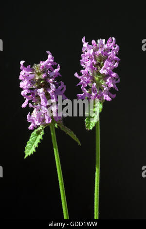Ziest; Stachys; officinalis; Echter su; Heilziest; Betonie Foto Stock