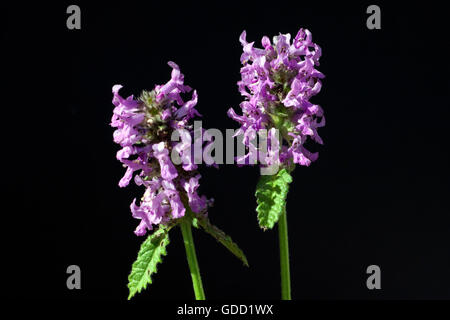 Ziest; Stachys; officinalis; Echter su; Heilziest; Betonie Foto Stock