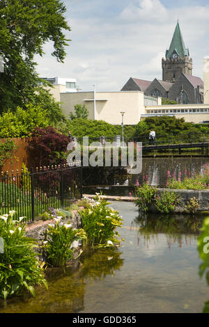 Irlanda, Co Galway, Galway, Arum lillies crescente accanto a Eglinton canal overflow che scorre verso il fiume Corrib Foto Stock