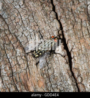 Carne Sarcophaga mosca carnaria sulla corteccia di albero con strisce di torace e addome e occhi rossi - Somerset REGNO UNITO Foto Stock