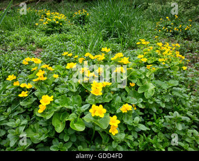 Marsh Calendula, Kingcup o Molly Blobs Caltha palustris crescendo in paludosi in un dale nel Derbyshire Peak District Foto Stock