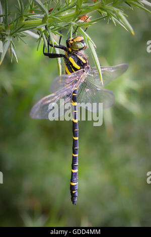 Golden inanellato dragonfly Cordulegaster boltonii appeso ad una pianta gorse Foto Stock