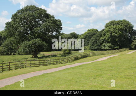 Alberi sulla skyline di Bosworth campi Foto Stock