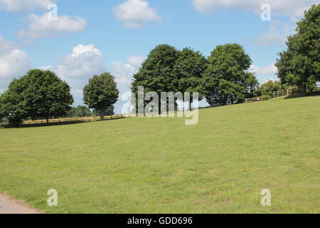 Alberi sulla skyline di Bosworth campi Foto Stock