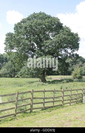 Grandi querce sulla skyline di Bosworth campi Foto Stock