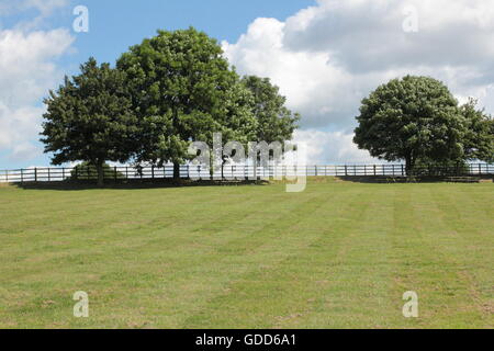 Alberi sulla skyline di Bosworth campi Foto Stock