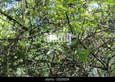 Alberi in Ambion Boschi Foto Stock