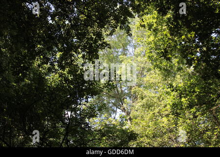 Alberi in Ambion Boschi Foto Stock