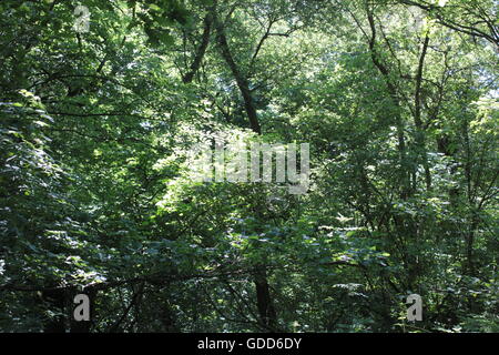 Alberi in Ambion Boschi Foto Stock