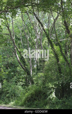 Alberi in legno Ambion Bosworth Foto Stock