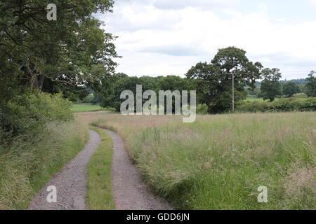 Alberi e via sui campi di Bosworth Foto Stock