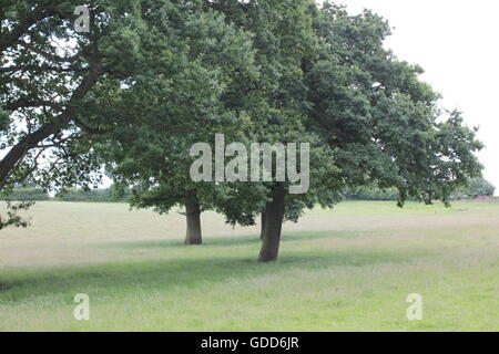 Alberi su campi di Bosworth Foto Stock