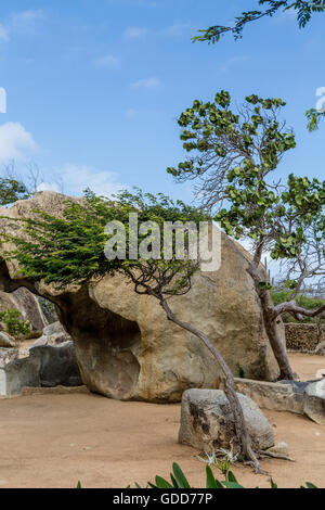 Massi Divi Divi alberi e cactus nel giardino di Aruba Foto Stock