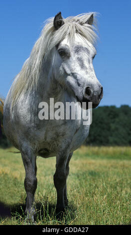 Pony Shetland, adulti in piedi sull'erba Foto Stock