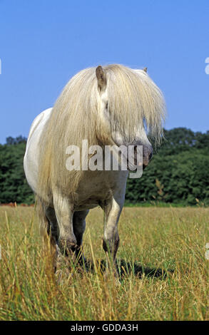 Shteland Pony, adulti con lunga criniera Foto Stock