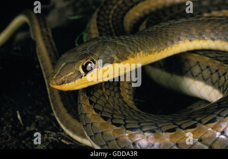 Sabbia Schokar Racer, psammophis schokari Foto Stock