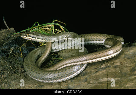 Sabbia Schokar Racer, psammophis schokari Foto Stock