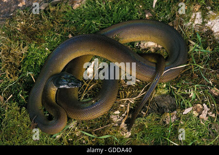 A labbro bianco Python, liasis albertisi, adulti sull'erba Foto Stock