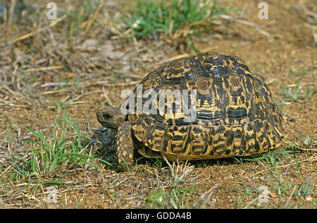 Leopard tartaruga, Geochelone pardalis, Kenya Foto Stock