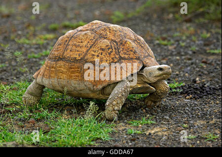 Leopard tartaruga, Geochelone pardalis, adulto su erba, Kenya Foto Stock