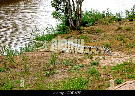 Coccodrillo ORINOCO Crocodylus intermedius, adulti con bocca aperta, LOS LIANOS IN VENEZUELA Foto Stock