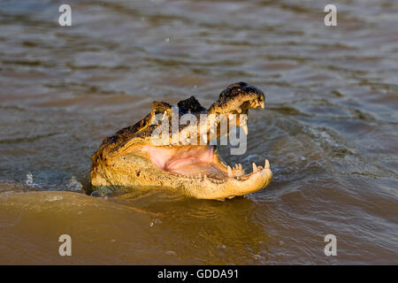 Caimano Spectacled, crocodilus caimano, testa emergente dal fiume, Los Lianos in Venezuela Foto Stock