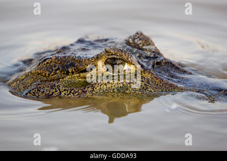 Caimano Spectacled, crocodilus caimano, testa emergenti dall'acqua, Los Lianos in Venezuela Foto Stock