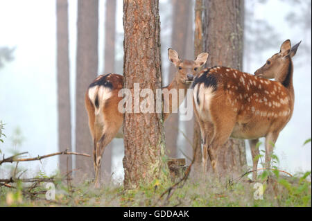 Cervi giapponesi Foto Stock