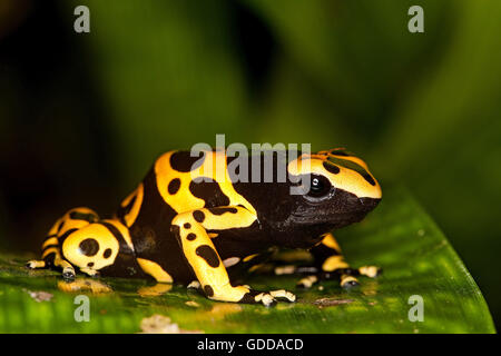 Poisson Yellow-Banded Rana dendrobates leucomelas, Venemous Specy dal Sud America, per adulti Foto Stock