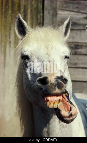Cavallo con faccia buffa Foto Stock