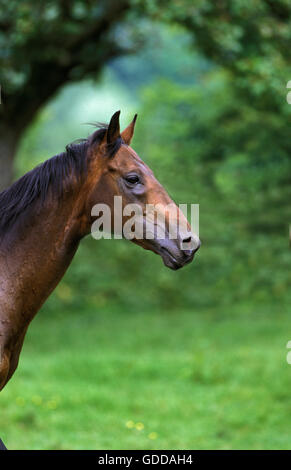 Inglese cavallo purosangue, ritratto Foto Stock