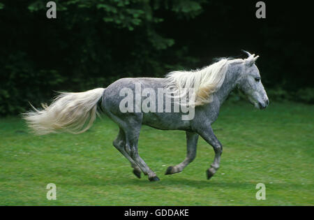 Americano di cavalli in miniatura, adulti al galoppo Foto Stock